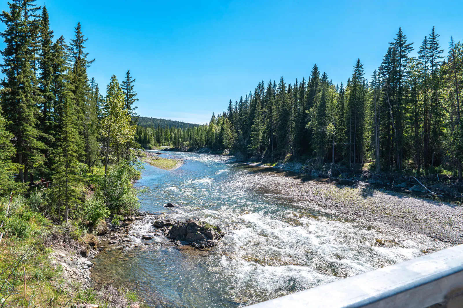 The Elbow River running over cobbles between pine forest at Bragg Creek