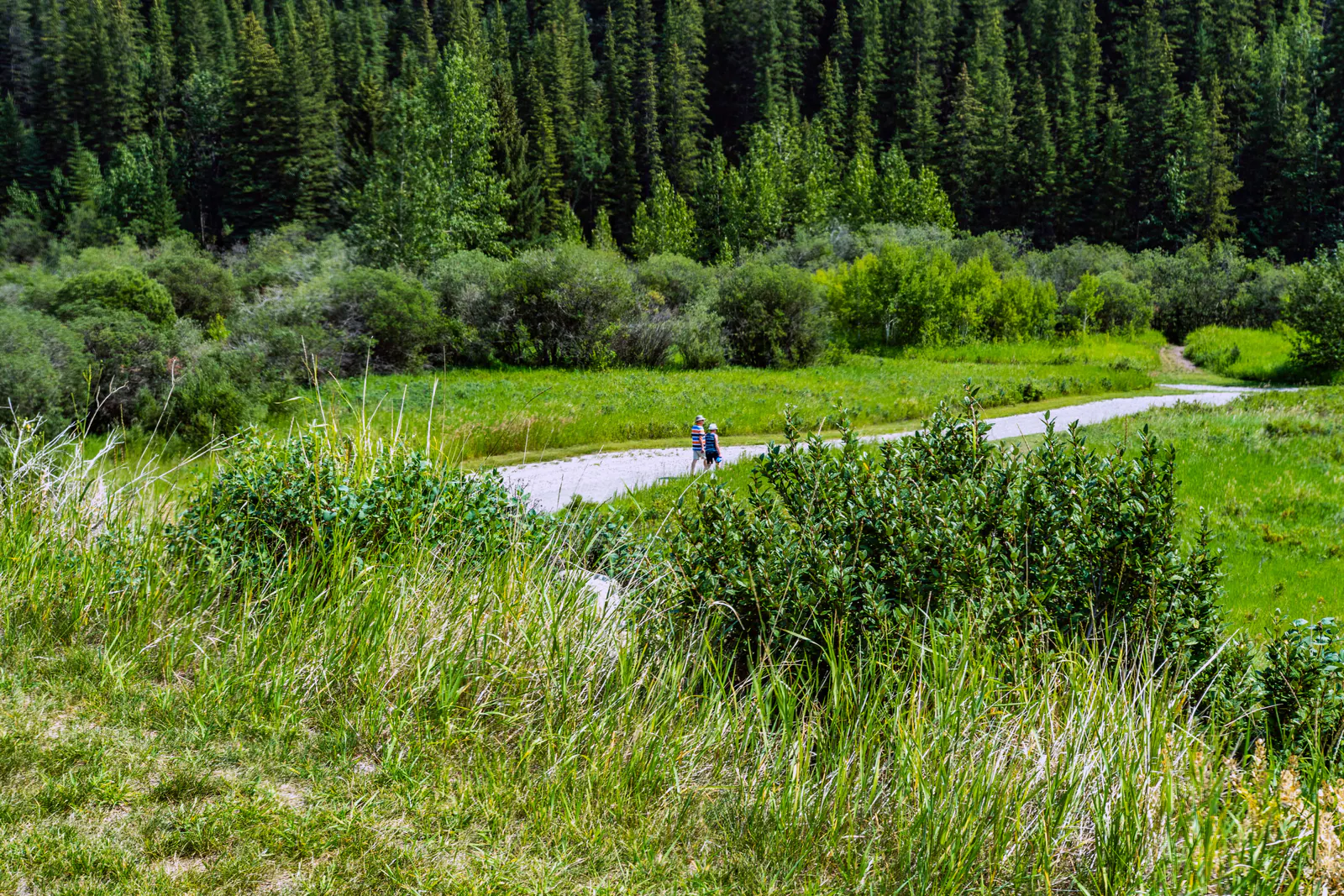 Tall summer grass and willow along a Cochrane pathway