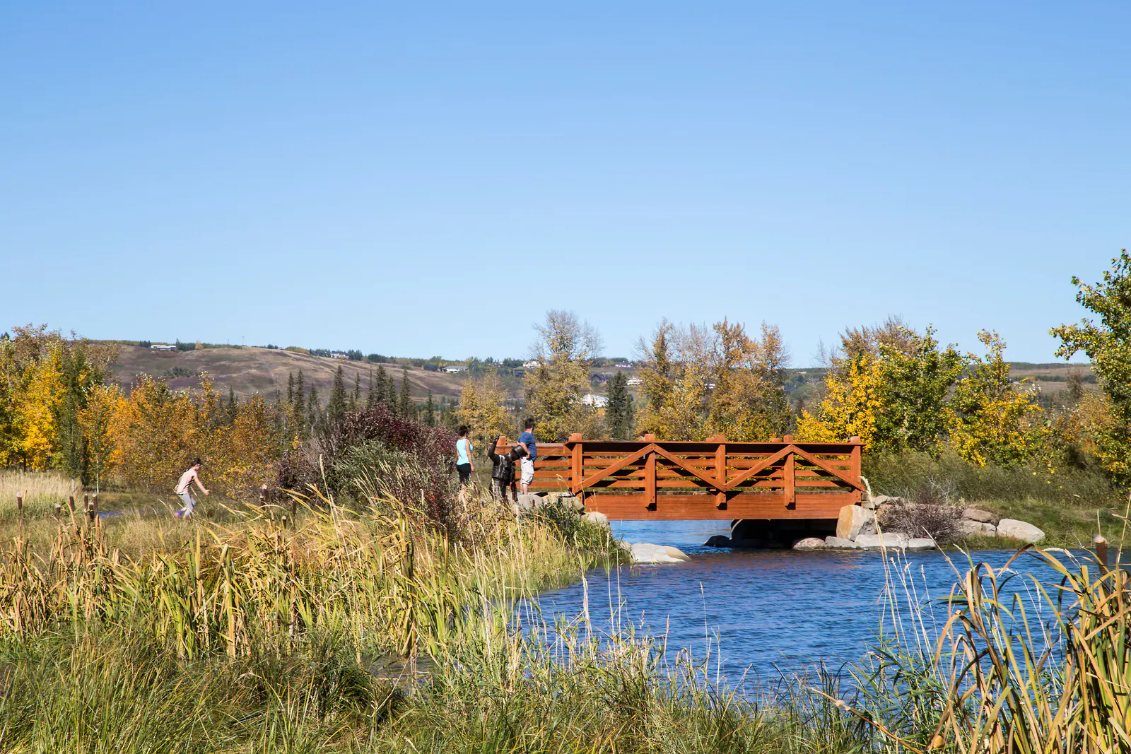 A timber footbridge over wetland in Elbow Valley