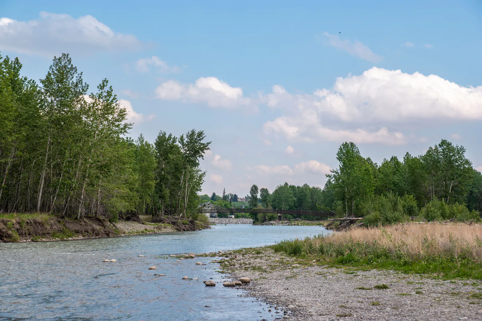 Cottonwoods along a bend of the Sheep River near Okotoks