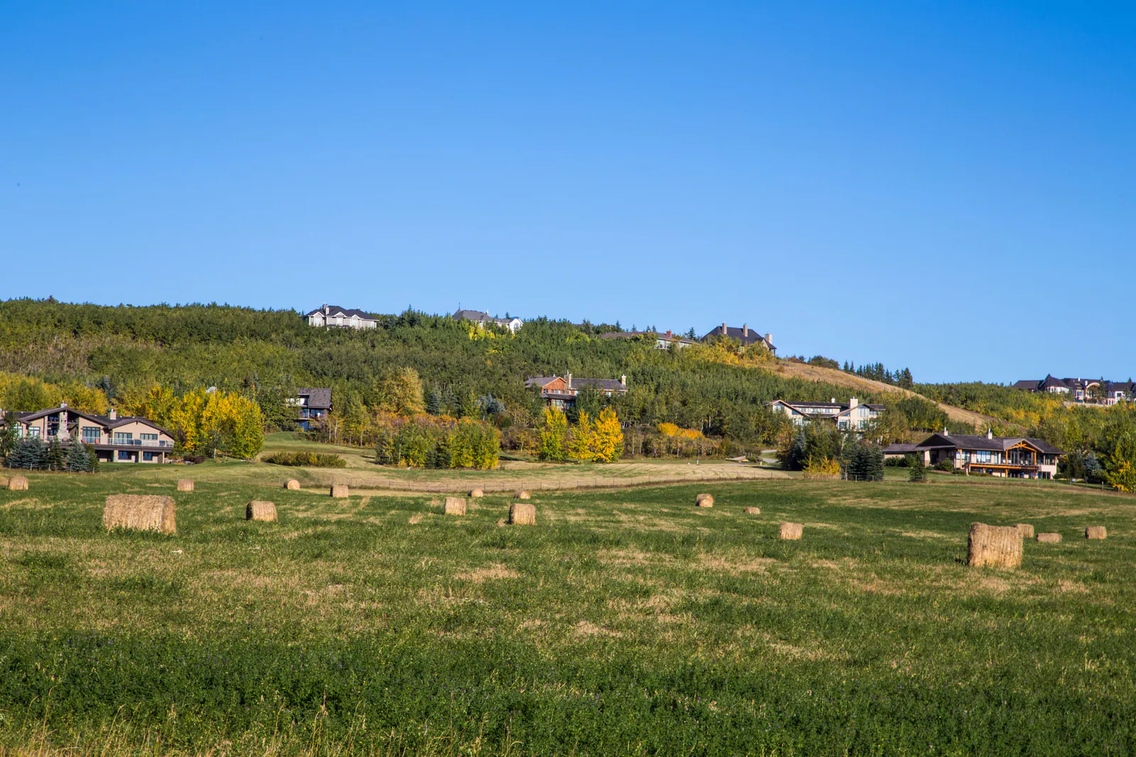 Round bales on a Springbank hay meadow below a treed ridge of acreage homes