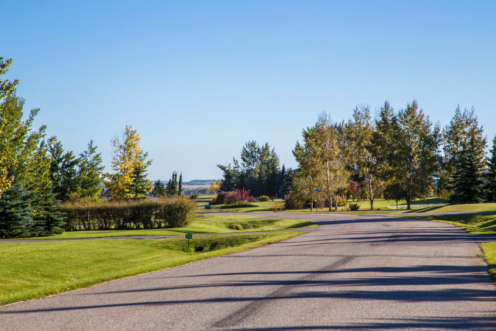 A paved country lane lined with aspen in Springbank